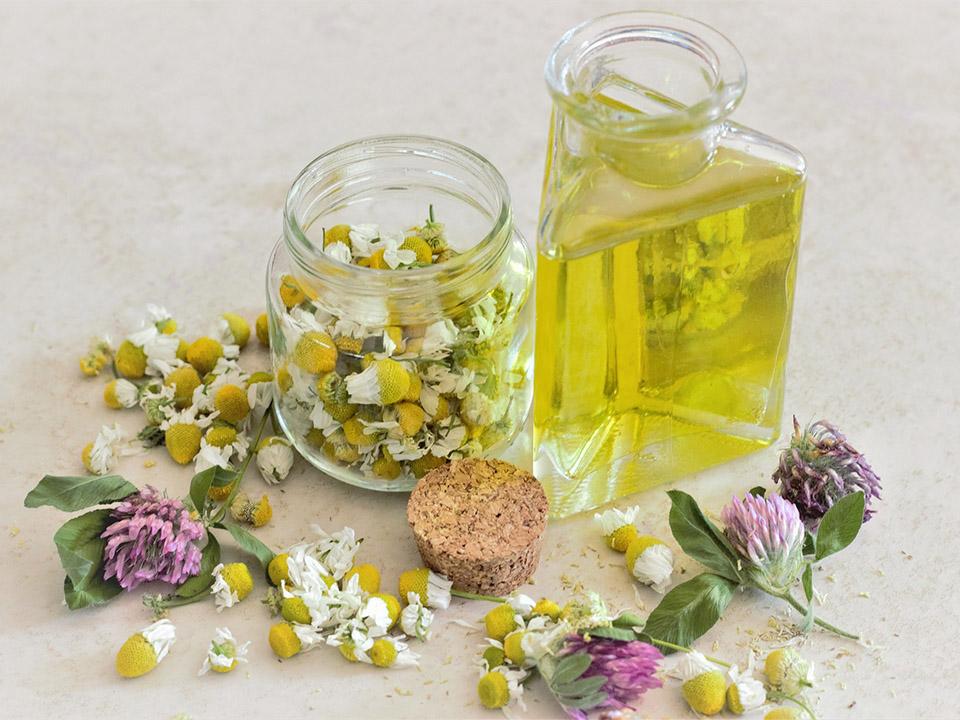 A bottle of chamomile oil and a jar or chamomile flowers that have been grown in a greenhouse