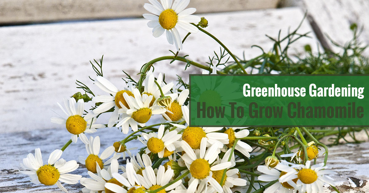Greenhouse Gardening – How to Grow Chamomile?