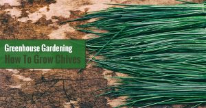 Greenhouse Gardening – How to Grow Chives?