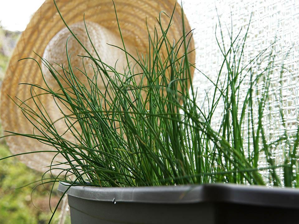 Chives planted in a pot