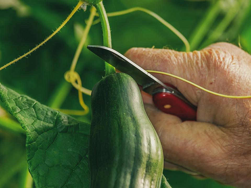 harvesting cucumber using a garden knife