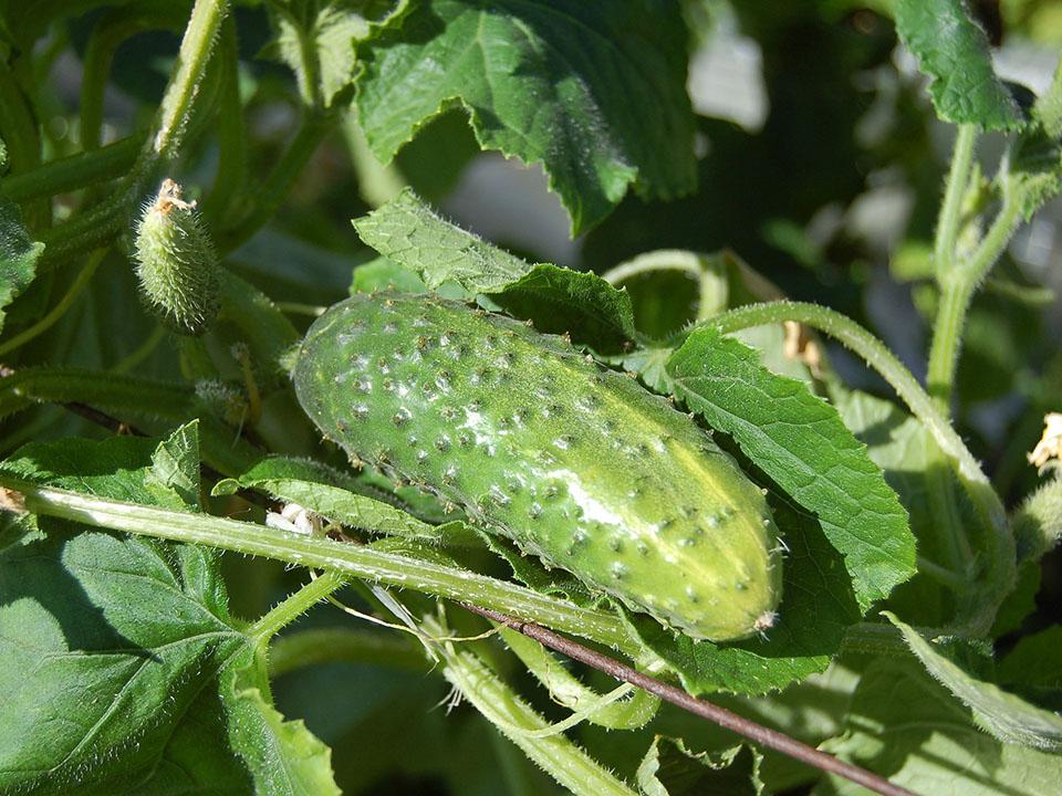 Planted cucumber fruits waiting to be harvested