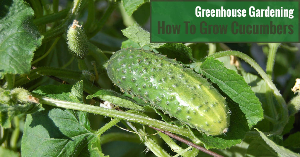 Greenhouse Gardening - How to Grow Cucumbers?