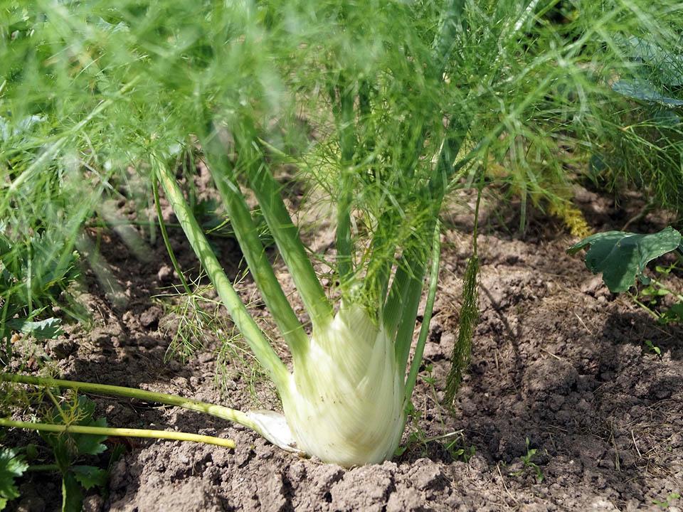 Planted fennel bulb in a soil 