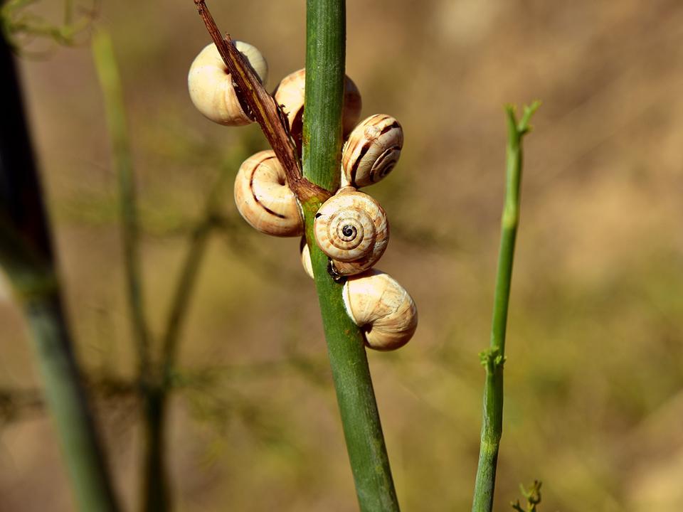 Several snails attached to a fennel stem