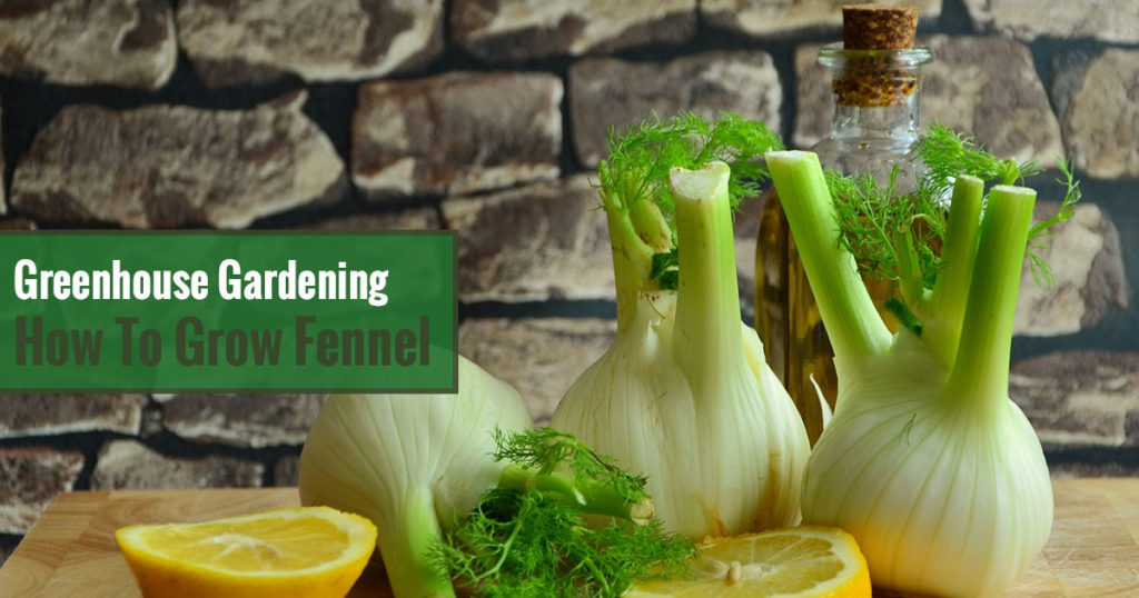 Greenhouse Gardening – How to Grow Fennel?