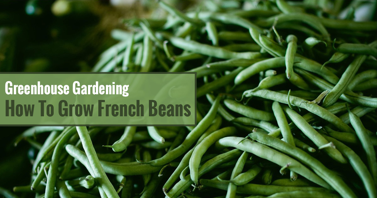 Harvested French Beans with Text on the left side