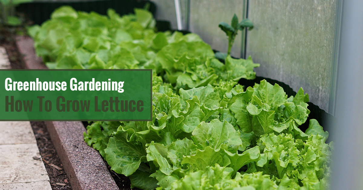 Greenhouse Gardening – How to Grow Lettuce?