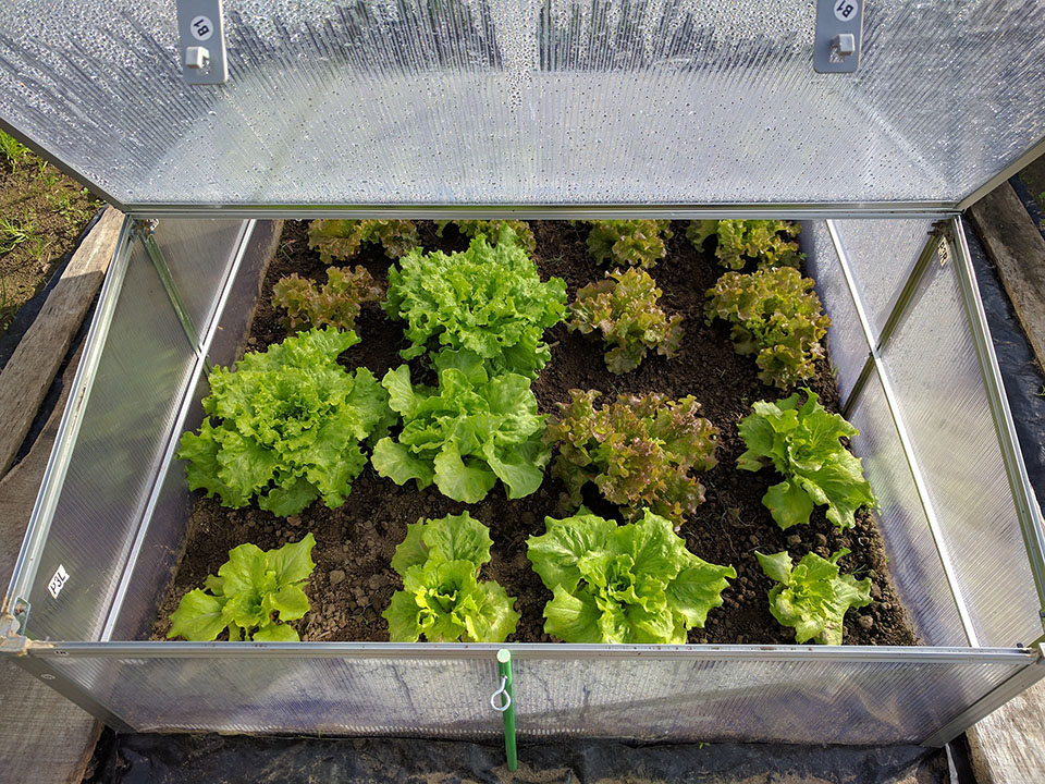 Lettuce plants growing in a cold frame greenhouse