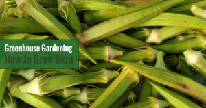 Greenhouse Gardening - How to Grow Okra?