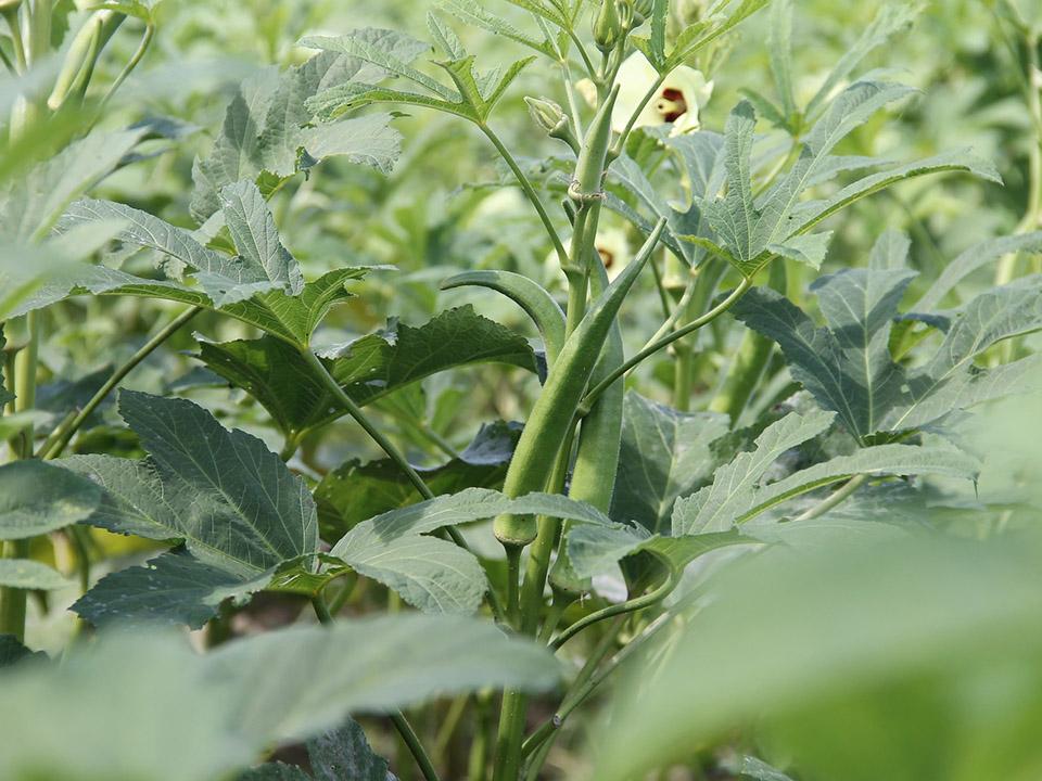 Growing okra plant with a blossom