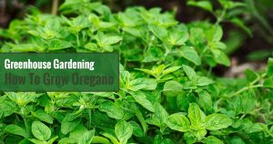 Greenhouse Gardening - How to Grow Oregano?
