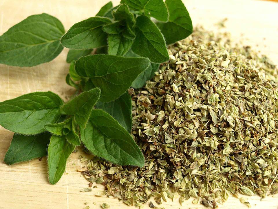 Fresh and dried oregano leaves grown in a greenhouse