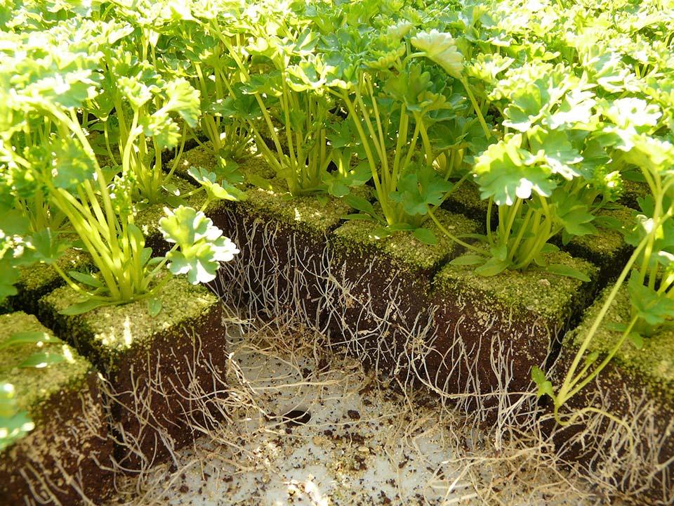 Growing parsley in greenhouse - ready to transplant parsley seedlings showing it's roots 