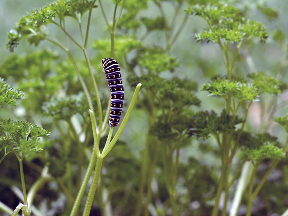 Caterpillar on greenhouse-grown parsley