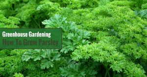 Greenhouse Gardening - How to Grow Parsley?