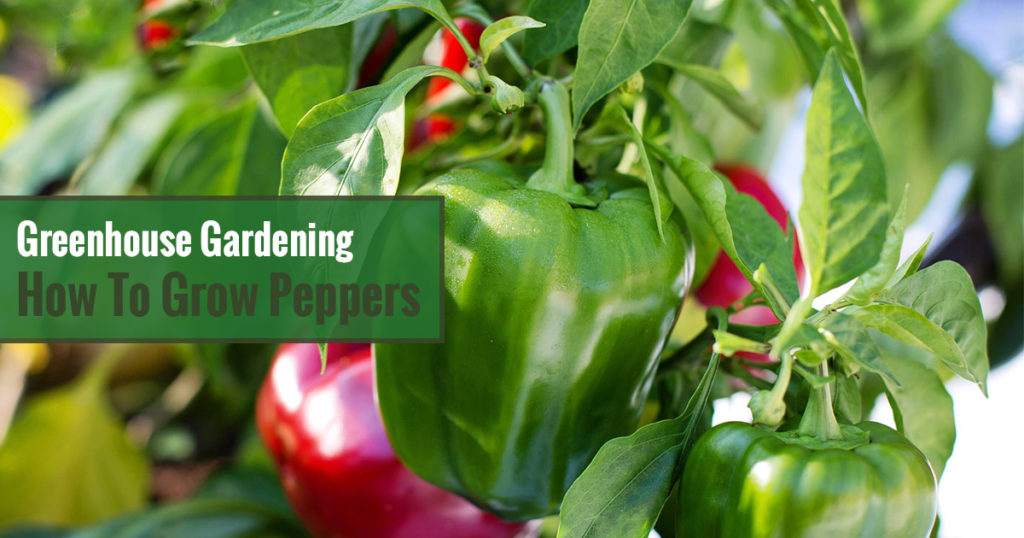 green and red peppers whit the text:Greenhouse Gardening - How to Grow Peppers?