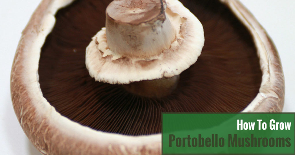 How to Grow Portobello Mushrooms?