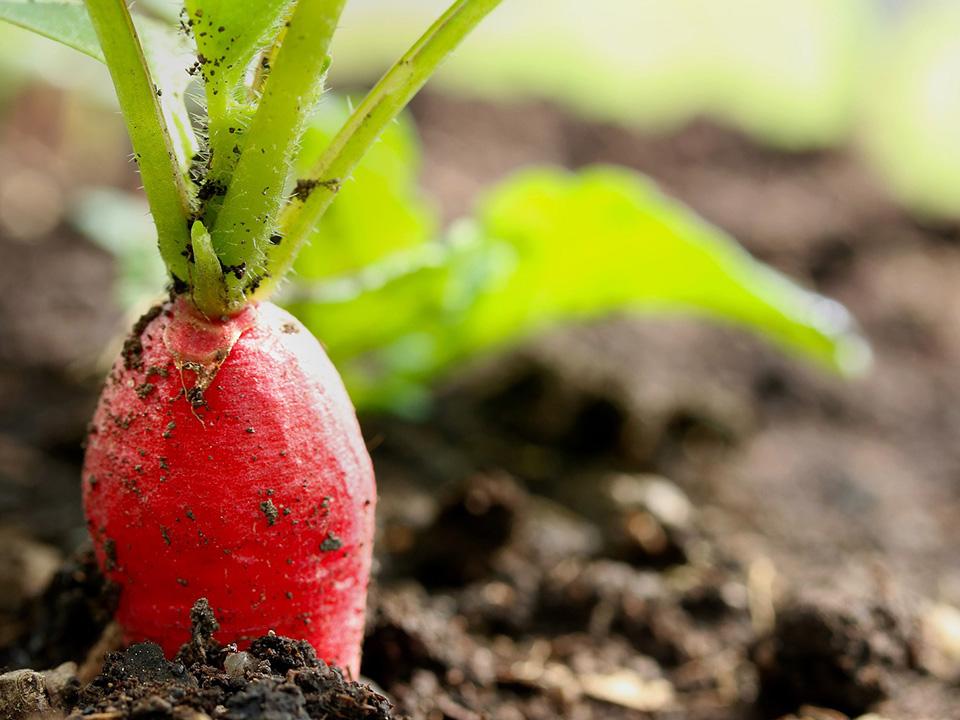 Ready to harvest radish