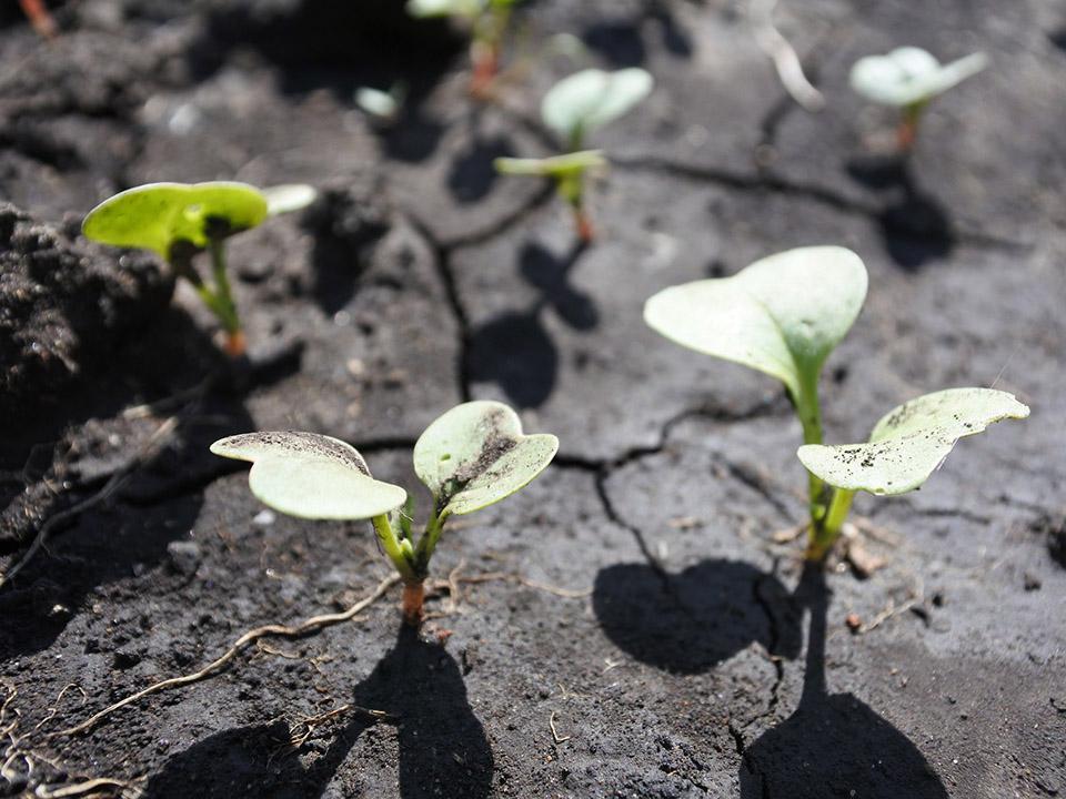 Radish sprouts planted two inches apart