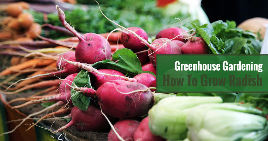 Greenhouse Gardening – How to Grow Radish?