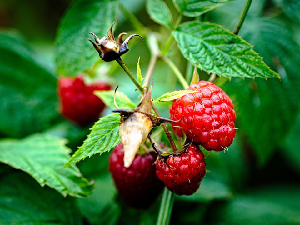 Red raspberries growing on the plant