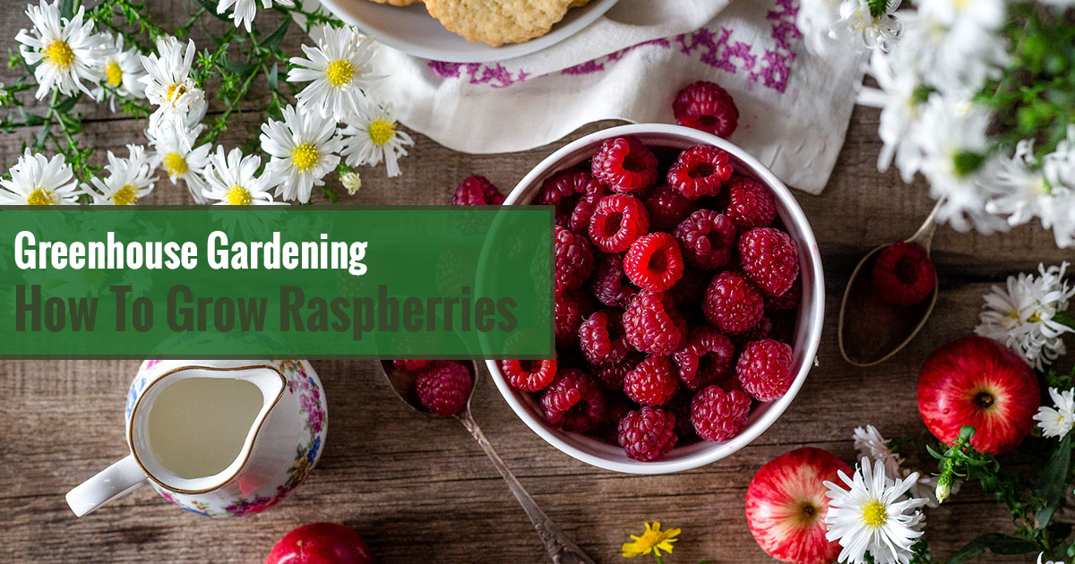 Greenhouse Gardening – How to Grow Raspberries?