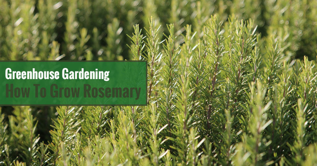 Greenhouse Gardening - How to Grow Rosemary?