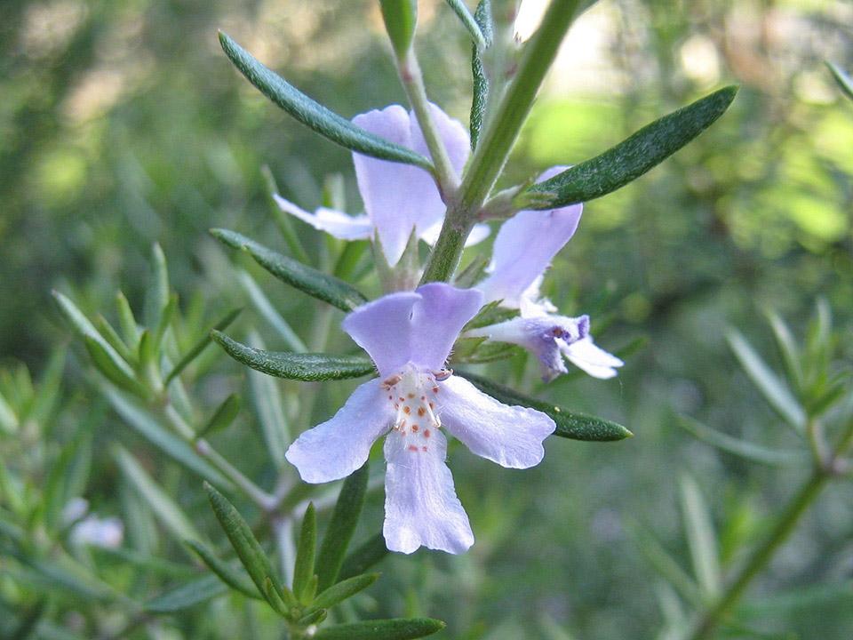 Rosemary with flower grown in greenhouse