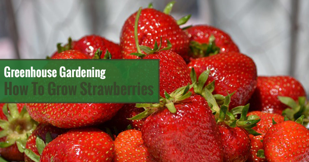 Greenhouse Gardening – How to Grow Strawberries?