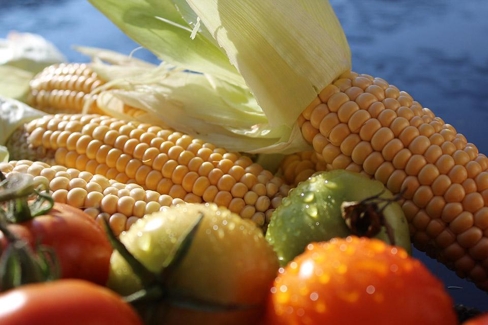 Sweet corn cob with tomatoes