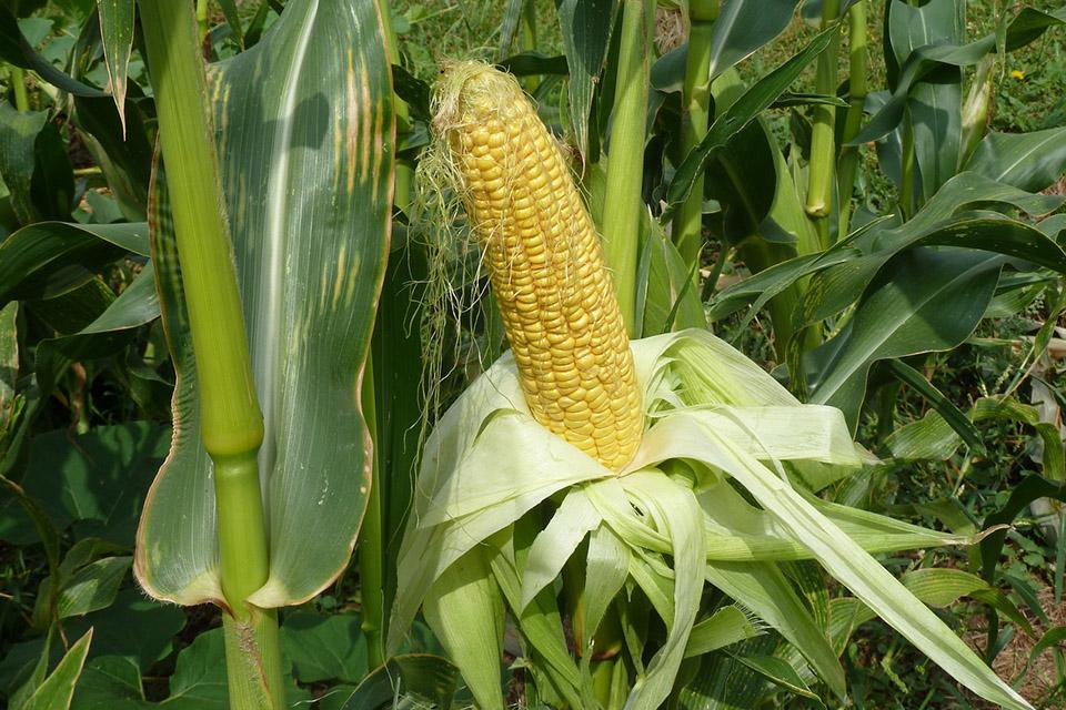 Corn cob in the field