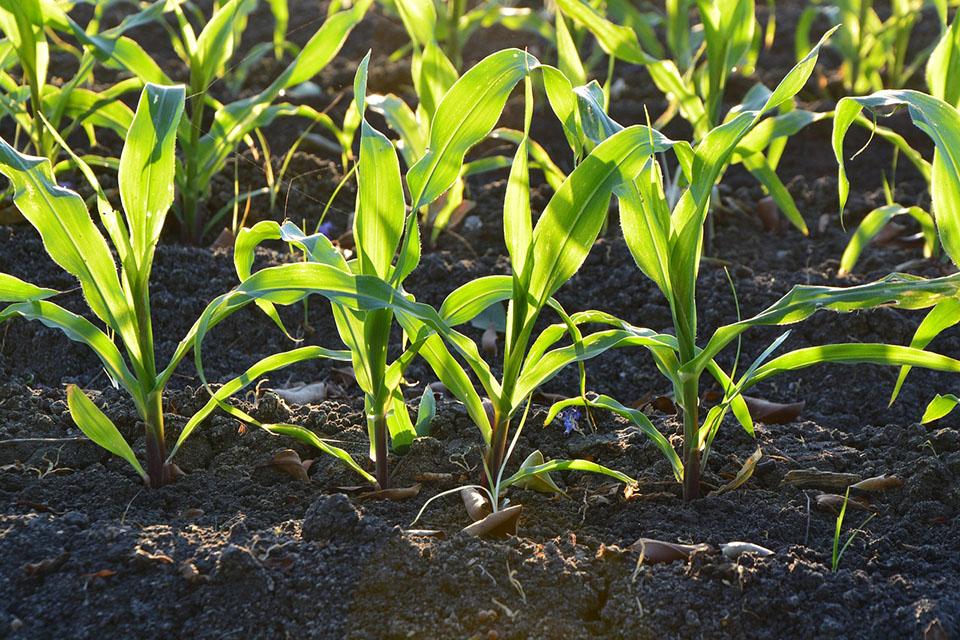 Sweet corn plants growing in soil
