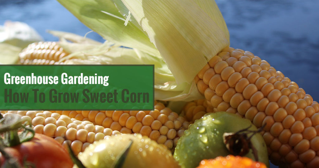 Greenhouse Gardening – How to Grow Sweet Corn?