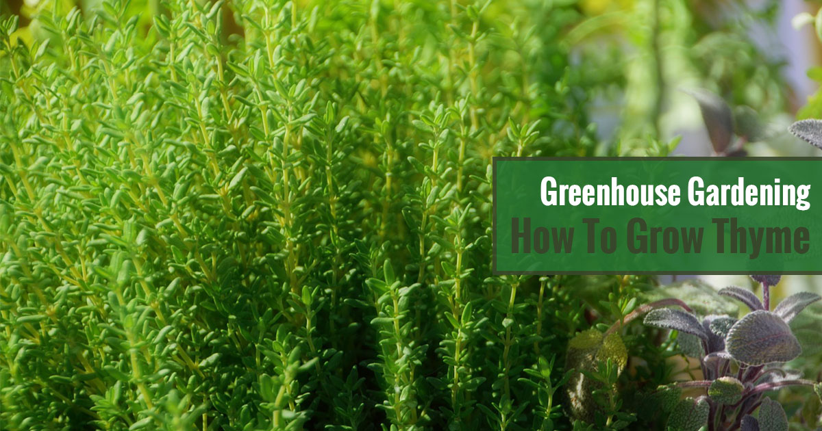 Greenhouse Gardening – How to Grow Thyme?