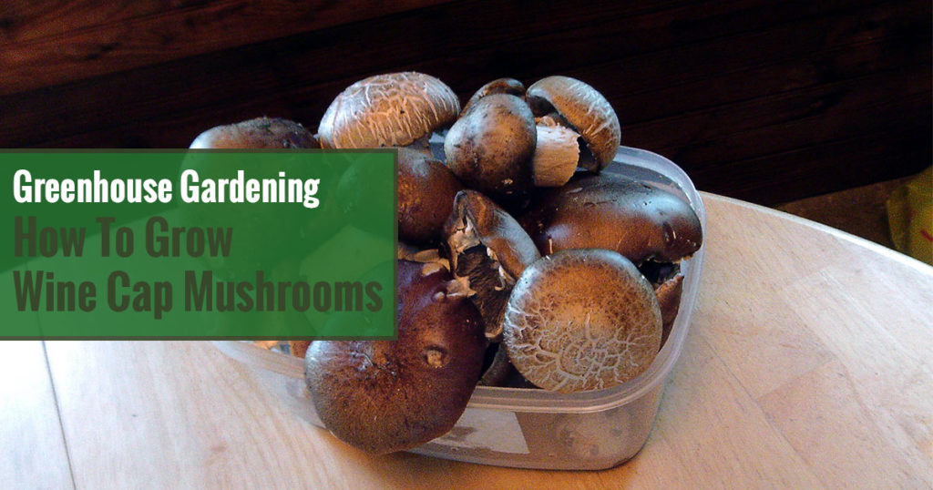 Greenhouse Gardening – How to Grow Wine Cap Mushrooms?