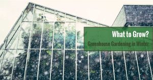 A greenhouse full of plants in winter with text: What to Grow? Greenhouse Gardening in Winter