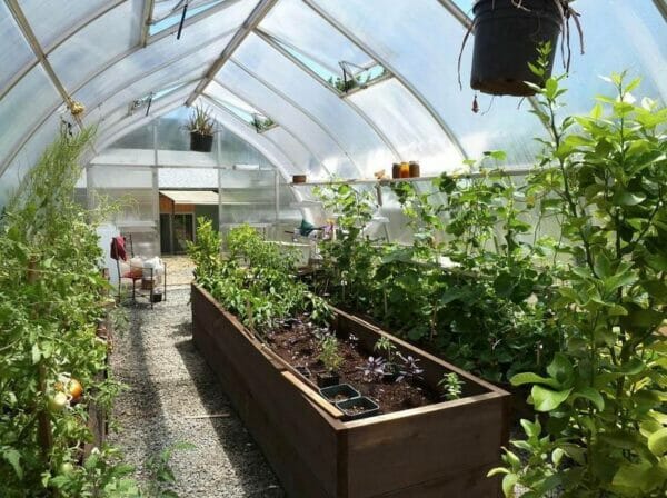 Hoklartherm Riga XL 9 Greenhouse 14x30 interior view showing plants