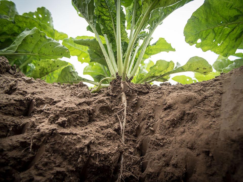 Beets showing the root system below