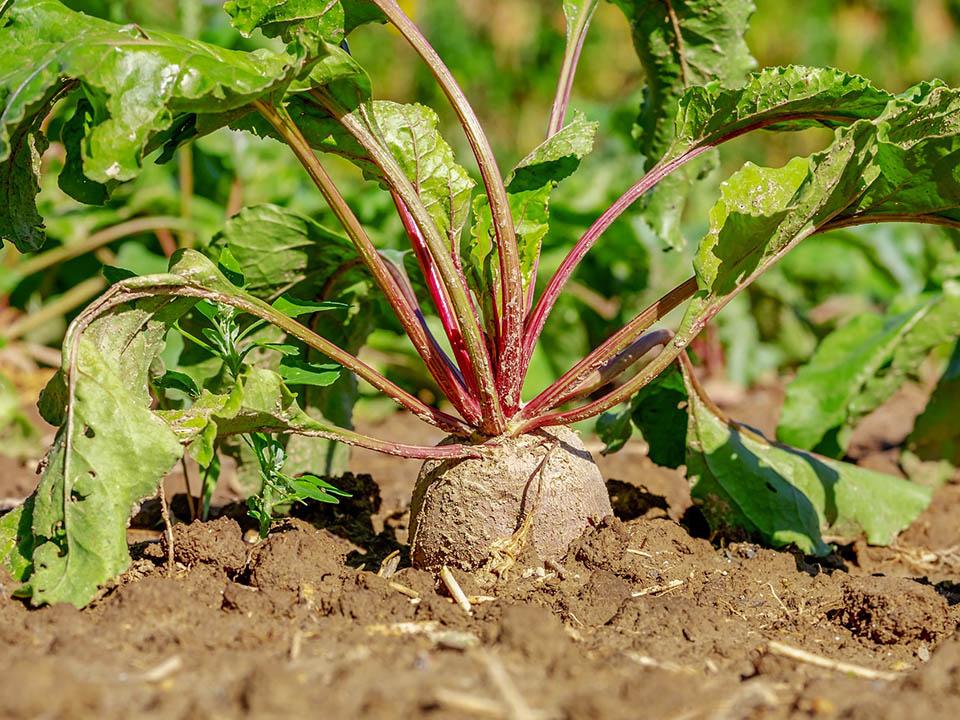 Beets showing its bulb