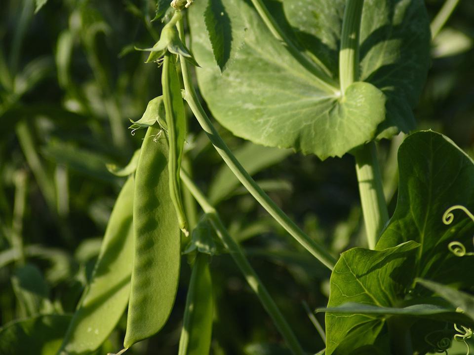 Planted sugar snap peas