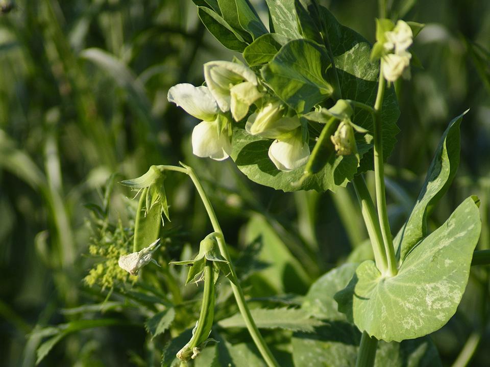 Young sugar snap peas and flowers