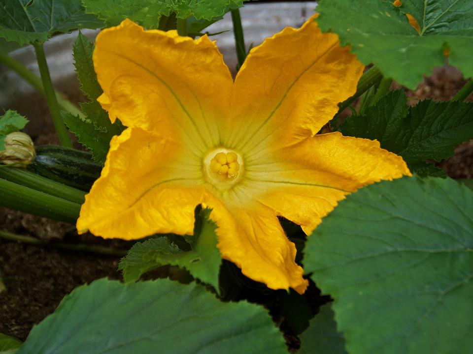 A blooming zucchini flower