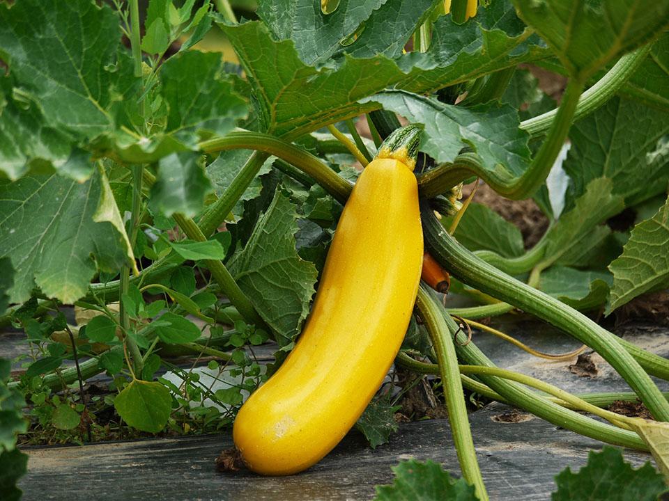 A planted yellow variety of zucchini