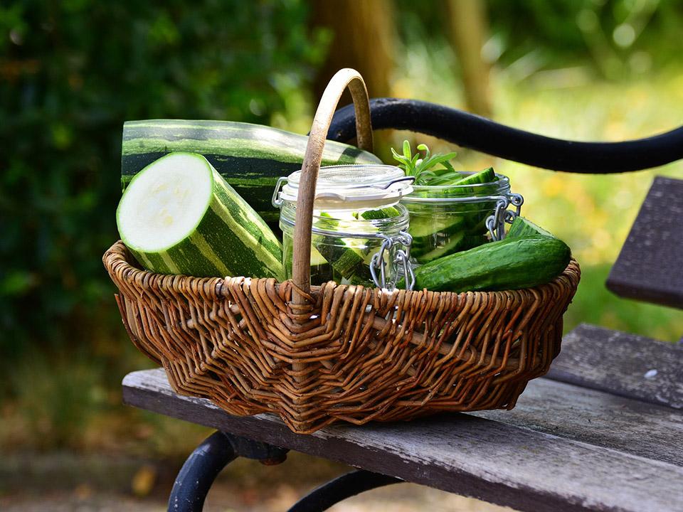 A basket of harvested zucchini