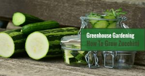 Sliced zucchinis and smaller bits in jars with the text Greenhouse Gardening – How To Grow Zucchini?
