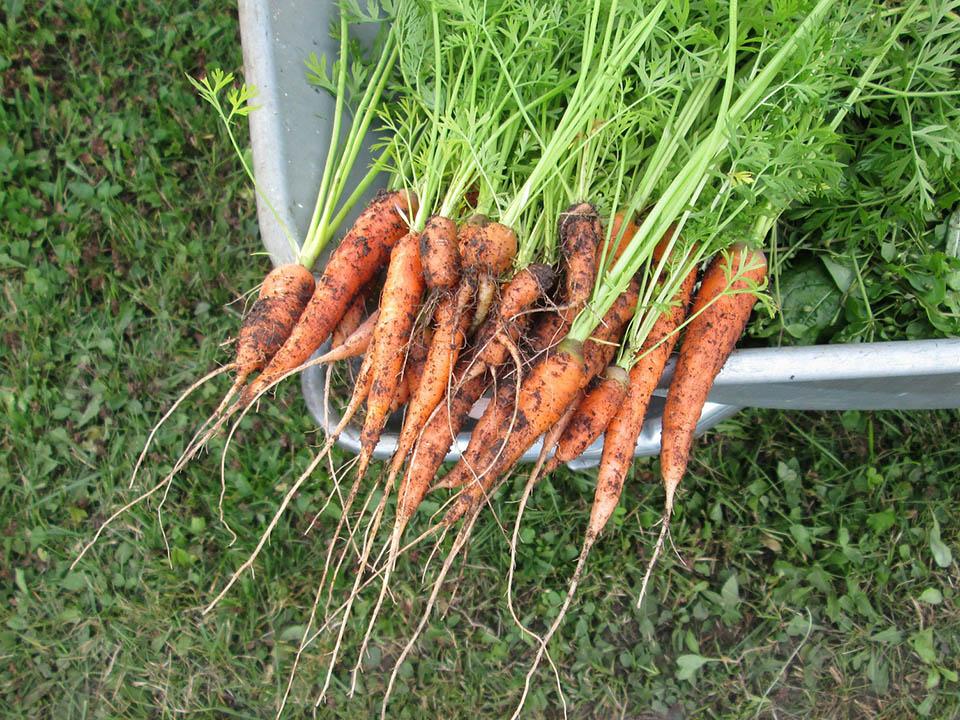 Harvested carrot in a wheelbarrow