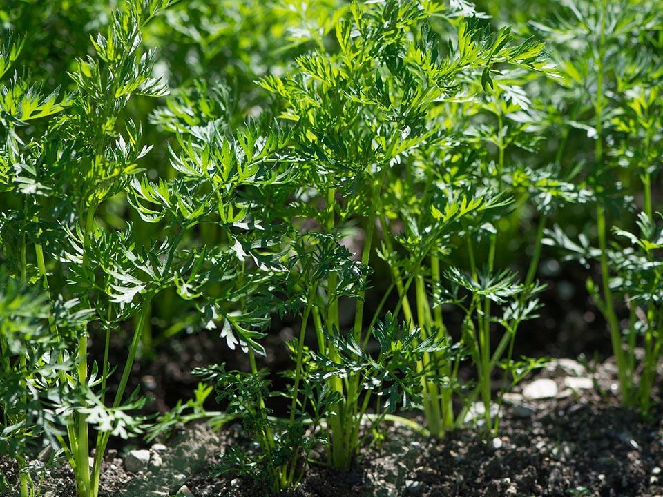 Grown carrot leaves