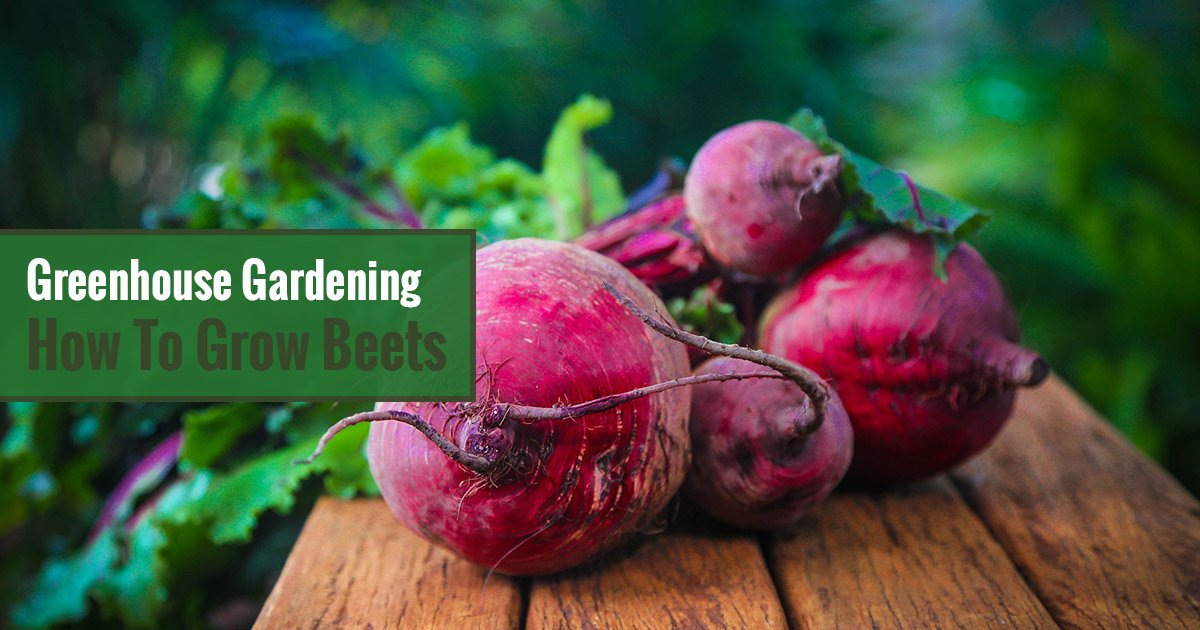 Greenhouse Gardening – How to Grow Beets?