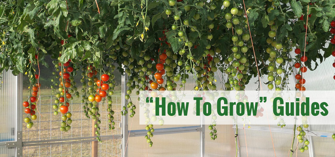Grape tomatoes growing inside a greenhouse with the text: how to grow guides